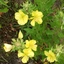 Aneteskaistaa