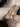 Toorop