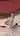 Tr1stans