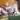 Niere