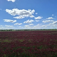 Erzelis12345
