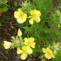Aneteskaistaa