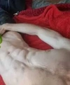 Advertisement (8798282) - CrazyDick
